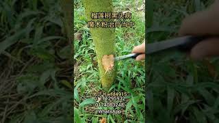 #榴莲种植 中#黑头病 可使用魔术粉#durian