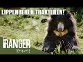 LIPPENBEREN TRAKTEREN! | Ranger Request