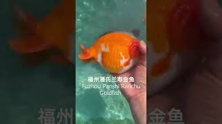 福州潘氏兰寿金鱼 Fuzhou Panshi Ranchu Goldfish