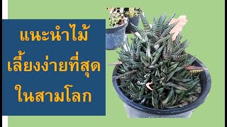 แนะนำไม้เลี้ยงง่ายตายยาก | ต้นไม้น้อย