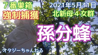 日本みつばち ７番巣箱 孫分蜂 北新母４女群 2021年5月31日