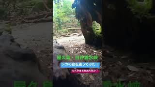 屋久島・白谷雲水峡で【シカの宿】を通り抜けてみた！