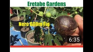 Nero 600m Fig. My First Ripe 2021 Main Crop Fig.