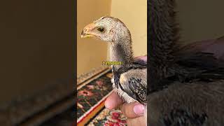 #aseel #shamo #aseelmurgha #chicken #birds #kingshamo #hen #aseelvs #oshamo