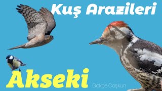 Akseki | Kuş Arazileri