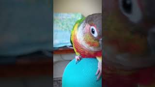 Conure sound -Talking conure parrot