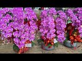 帶妳逛三峽花市~週末搶先看 丨2024 1 19丨taiwan flower market 丨