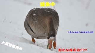 【食事】マガン　'23.02.10【野鳥】