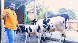 গরিবের প্যাকেজ 🐄কৃষি চ্যানেল 🐄পানির দরে গরু কিনুন 🐄