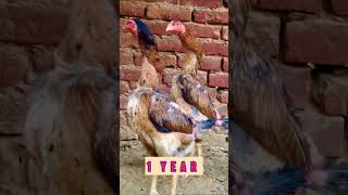 Swingneck Shamo Hen #shorts #viral #faizanwahla