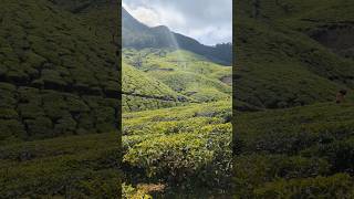 Tea estate Munnar #munnar #kerala #placestovisitmunnar #teaestate ☕ #munnartrip #travel#tamil#shorts