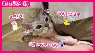 [루이유니버스] EP.2 고양이 목욕 (냥생 첫 냥빨 - 캣츠모리제품협찬)