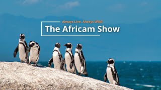 Penguins and a Python | The Africam Show