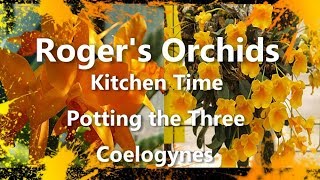 Kitchen Time! - Potting the Three Coelogynes