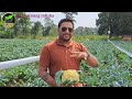 ଫୁଲକୋବି ଚାଷ ରେ 3 ଲକ୍ଷ ଲାଭ cauliflower farming... 9001