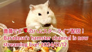 薔薇です🌹のハムスターライブ配信！Baradesu's hamster channel is now streaming live! #薔薇です🌹 #baradesu 2024/12/12