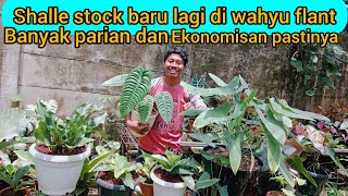 SHALLE STOCK BARU LAGI⁉️DI WAHYU FLANT,BANYAK PARIAN DAN EKONOMISAN