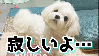 【お留守番】パパの帰りが遅くて不機嫌な犬のご機嫌とりが大変だけどやっぱ可愛い【マルチーズ】