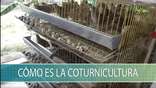 Como es la Coturnicultura - TvAgro por Juan Gonzalo Angel Restrepo