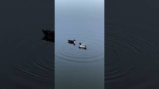 ducks make beautiful ripples...