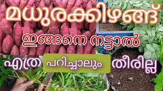 മധുരക്കിഴങ്ങ് കൃഷി. Madhurakkizhang krishi in kerala. sweet potato cultivation.