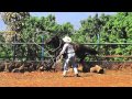 Chico Ramirez Manejo Natural del Caballo 1a El Mirador