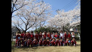 2023お花見散歩！新きく組が三角公園まで出かけました。満開の桜がきれいでした。公園の遊具で遊んでみんな楽しそうです。