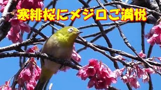 寒緋桜にメジロがご満悦