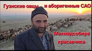 Овцы гузнской породы и аборигенные САО Таджикистана саги дахмарда из отары Махмадсобира в Зафарабаде