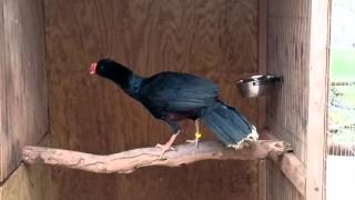 Razorbill Curassow at Enchanted Birds