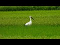 鳴門コウノトリ 2021 08 18 撮影 成長記録 徳島県鳴門市