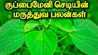 குப்பைமேனி செடியின் மருத்துவ பலன்கள் | Medicinal Benefits of Kuppaimeni | நாட்டு மருத்துவம்