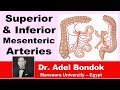 Superior and Inferior Mesenteric Arteries, Dr Adel Bondok