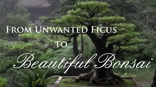 How to Transform Unwanted Ficus into Beautiful Bonsai