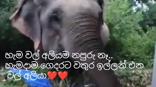 හැම වල් අලියම නපුරු නෑ 😂😂❤❤..හැමදාම ගෙදරට වතුර ඉල්ලන් එන වල් අලියා