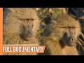 Wild Dramas in the Rift Valley - The Baboons of Kenya | Full Documentary