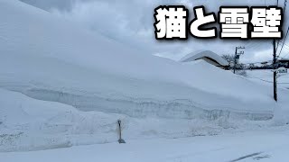 家の前に5ｍの雪の壁！最強寒波の大雪に猫のマサもビックリ！山形の家の現状をご覧ください。