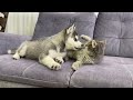 husky puppy reacts to meeting kitten for the first time cutest video ever