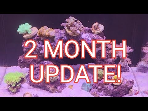 2 Month Update! Nano Reef Build. 10 Gallon Fzone Aio. - YouTube