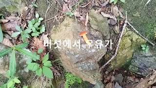 버섯에서 우유가 나와요