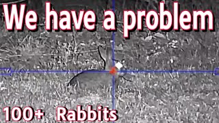 We have a Rabbit problem || Over 100 removed