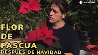 Cómo cuidar la FLOR de PASCUA después de Navidad 🌺🏵️ TRUCOS para que SOBREVIVA 👨‍🌾 Jardinatis