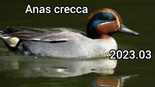 Eurasian teal (Common teal) - duck sounds | Ducks in the park | March 2023