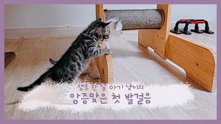 드디어 앙증맞은 걸음마를 뗀 아기 고양이