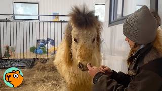 Mini Horse Finally Gets To Keep Her Baby \u0026 Can’t Get Enough | Cuddle Buddies