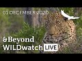 WILDwatch Live | 01 December, 2020 | Afternoon Safari | South Africa