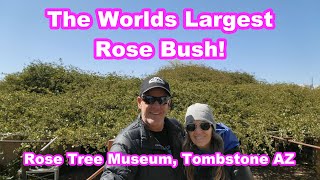 The Worlds Largest Rose Bush! Tombstone, Arizona. Spring Break 2023 (Part 10) The Rose Tree Museum