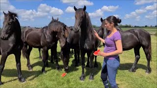 Let's eat watermelon with the Friesian horses!