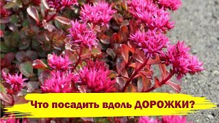 ЧТО ПОСАДИТЬ ВОЗЛЕ ДОРОЖКИ? Красивые цветы, декоративные все лето до осени