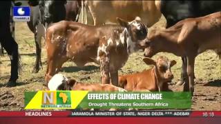 Network Africa: Drought Threatens Southern Africa 11/11/15 Pt 2